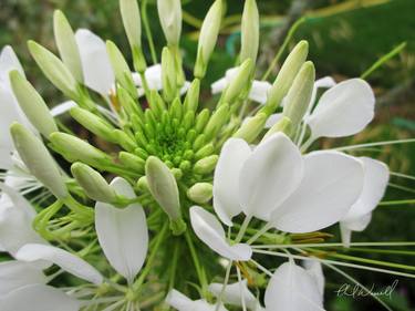 Original Documentary Floral Photography by Phil Wassell