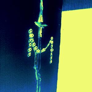 Collection Crucifixation