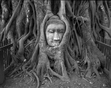 The Face of the Buddha, Ayuttaya, Thailand, 2005 thumb