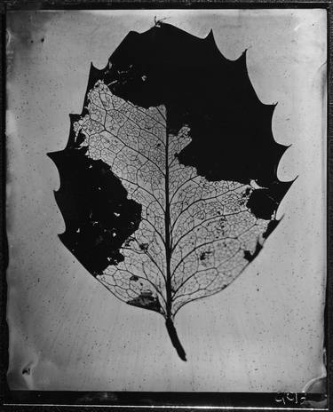 Decayed Holly Leaf-1 image