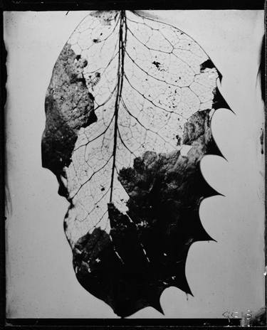 Original Abstract Botanic Photography by Graham Clark