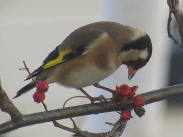 Goldfinch 2 thumb