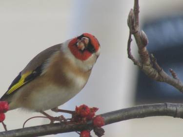 Goldfinch 4 - Limited Edition of 10 thumb