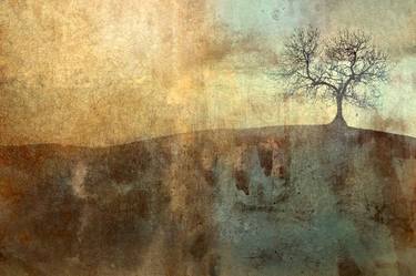 Original Abstract Tree Photography by Nadia Attura