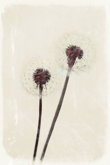 Original Abstract Floral Photography by Nadia Attura