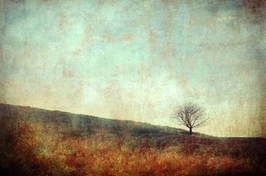 Saatchi Art Artist Nadia Attura; Photography, “Little tree hill. limited edition of 100” #art
