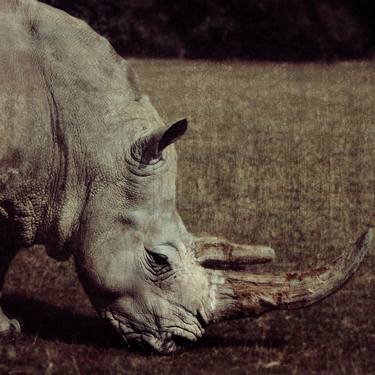 Rhinoceros - limited edition thumb
