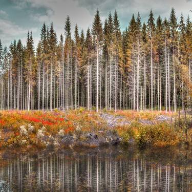 Original Photorealism Tree Photography by Nadia Attura