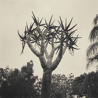Original Tree Photography by Nadia Attura