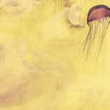 Collection Abstract