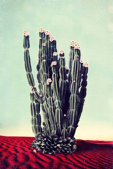 Saatchi Art Artist Nadia Attura; Photography, “Desert Flowers - Limited Edition of 100” #art