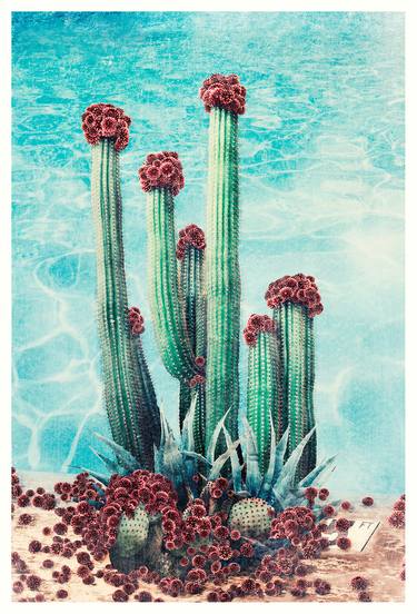 Saatchi Art Artist Nadia Attura; Photography, “Cactus Pool - Limited Edition” #art