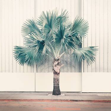 Saatchi Art Artist Nadia Attura; Photography, “Palm Park - Limited Edition of 60” #art