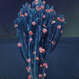 Collection Photography