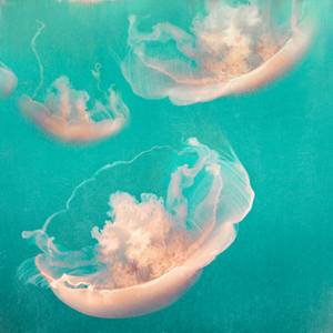 Collection Underwater