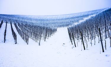 Winter vines - Limited Edition 1 of 10 thumb