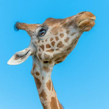 Original Animal Photography by Lionel Le Jeune