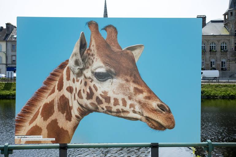 Original Pop Art Animal Photography by Lionel Le Jeune