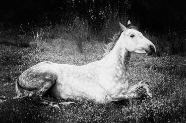 Original Photorealism Animal Photography by Lionel Le Jeune