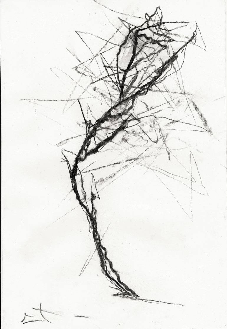 Charcoal Drawing Etude Darbre Tree Sketch