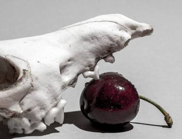 Original Still Life Photography by Lionel Le Jeune