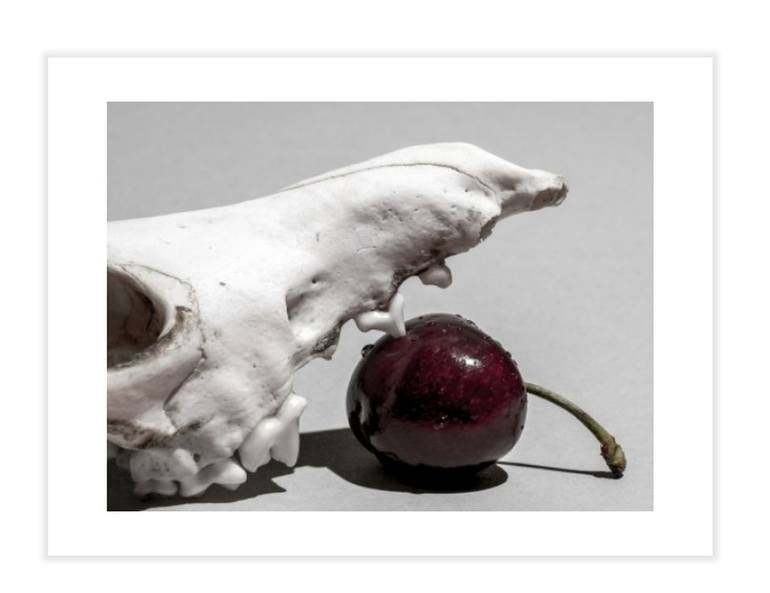 Original Still Life Photography by Lionel Le Jeune