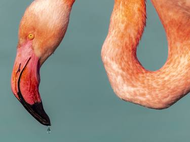 Flamant rose - Limited Edition of 30 thumb