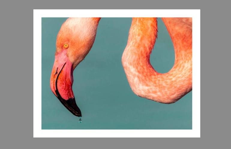 Original Pop Art Animal Photography by Lionel Le Jeune