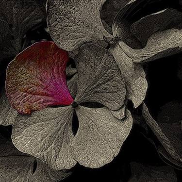 Petal of hydrangea thumb