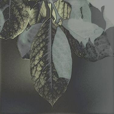 Original Botanic Photography by Dagmar Lukes