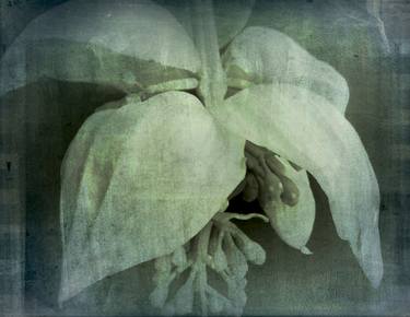Original Fine Art Botanic Photography by Dagmar Lukes