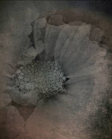 Original Botanic Photography by Dagmar Lukes