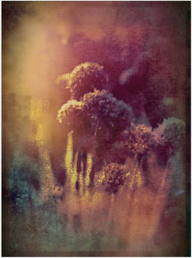 Original Fine Art Botanic Photography by Dagmar Lukes