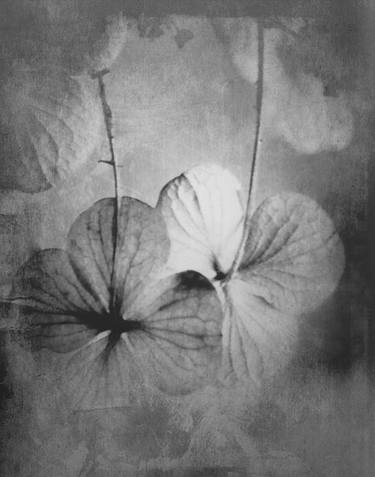 Original Fine Art Botanic Photography by Dagmar Lukes