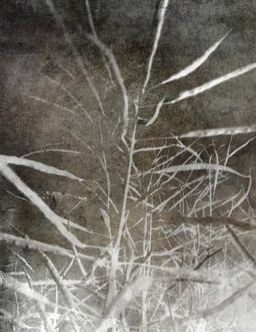 Original Fine Art Botanic Photography by Dagmar Lukes