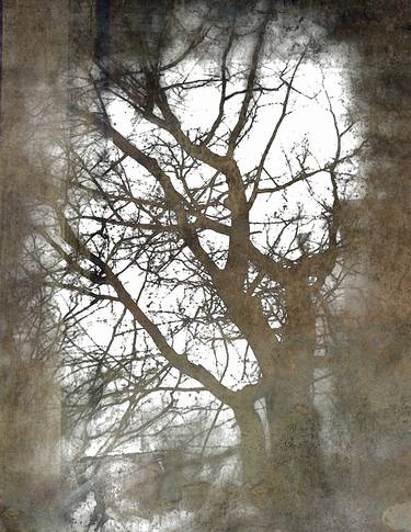 Original Fine Art Tree Photography by Dagmar Lukes