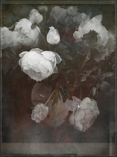 peonies - Limited Edition 1 of 3 thumb