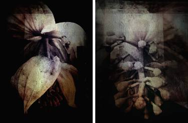 Bloom - diptych - Limited Edition 1 of 3 thumb