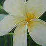 A closeup of the flower