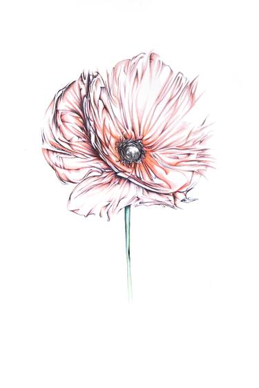 Print of Impressionism Floral Drawings by Hannah B Pedersen