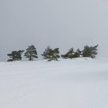 Pines on the Plateau - Limited Edition of 1 thumb