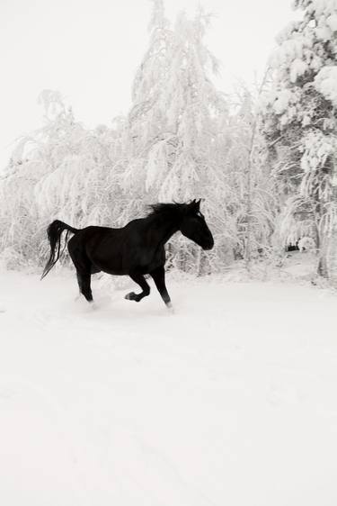 Black Horse Saatchi Art