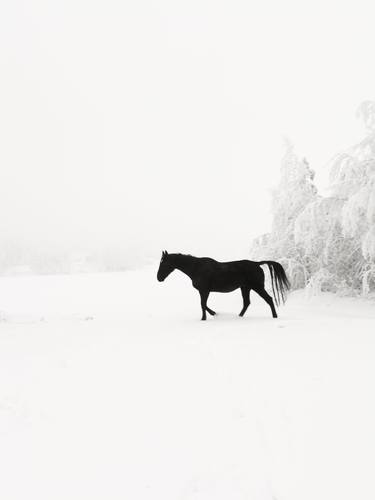 Black Horse - lapland - #2 - Limited Edition of 50 thumb