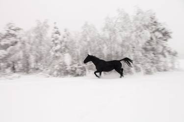 Black horse - white Lapland - #3 - Limited Edition of 25 thumb