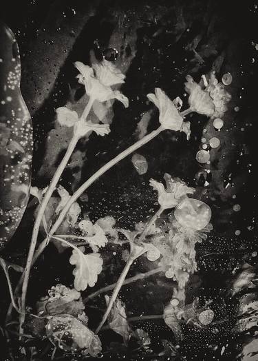 Original Abstract Botanic Photography by Christie Stockstill