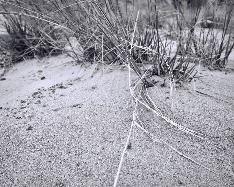 Dune Grass Photography by Ann Powell | Saatchi Art