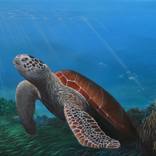 Sea Turtle IV by Anthony Fotia