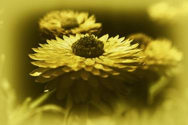 Print of Art Deco Floral Photography by Franciska Helm