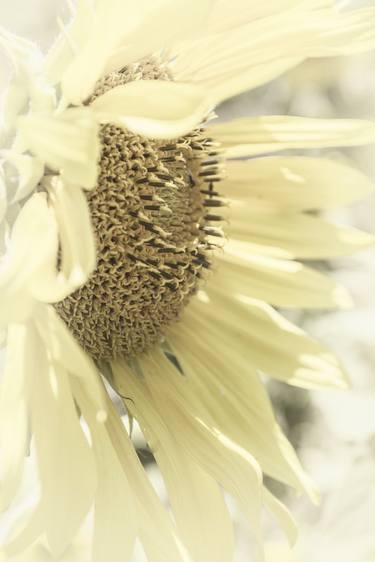 Print of Abstract Floral Photography by Franciska Helm