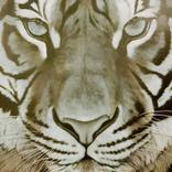 Tiger 1 by Neetu Dewani